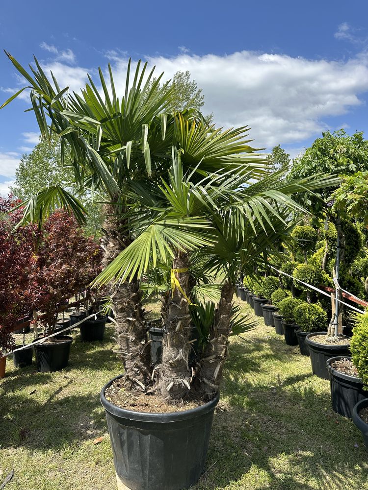 Plante ornamentale Amenajari gradini Palmieri