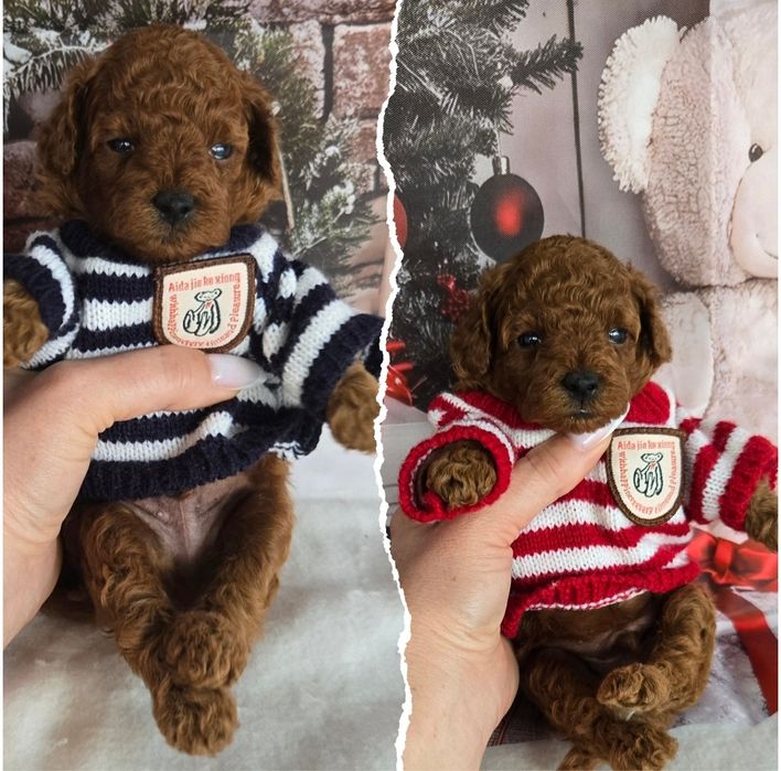 Пудел той Poodle toy / Тийкъп с родословие