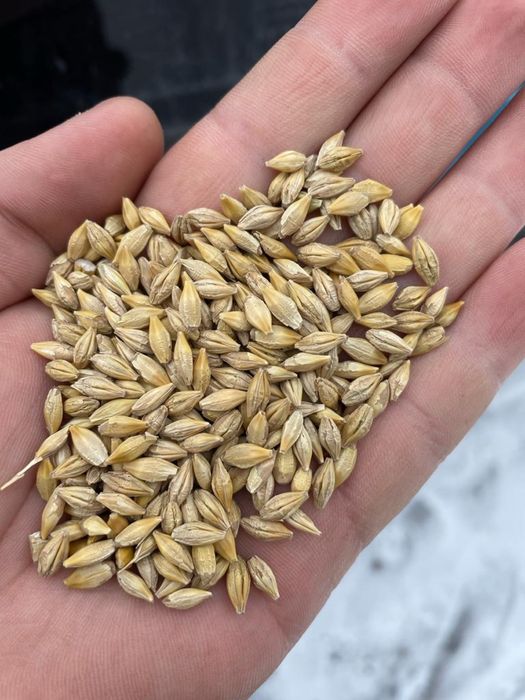 Продам ячмень в мешках