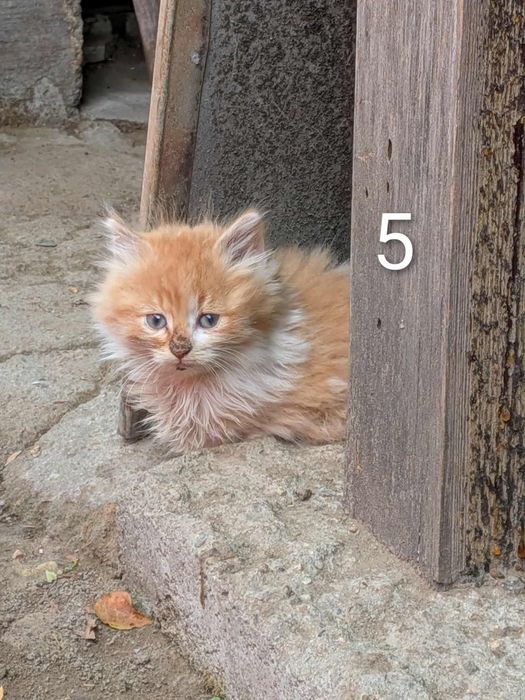 5 малки котета си търсят дом