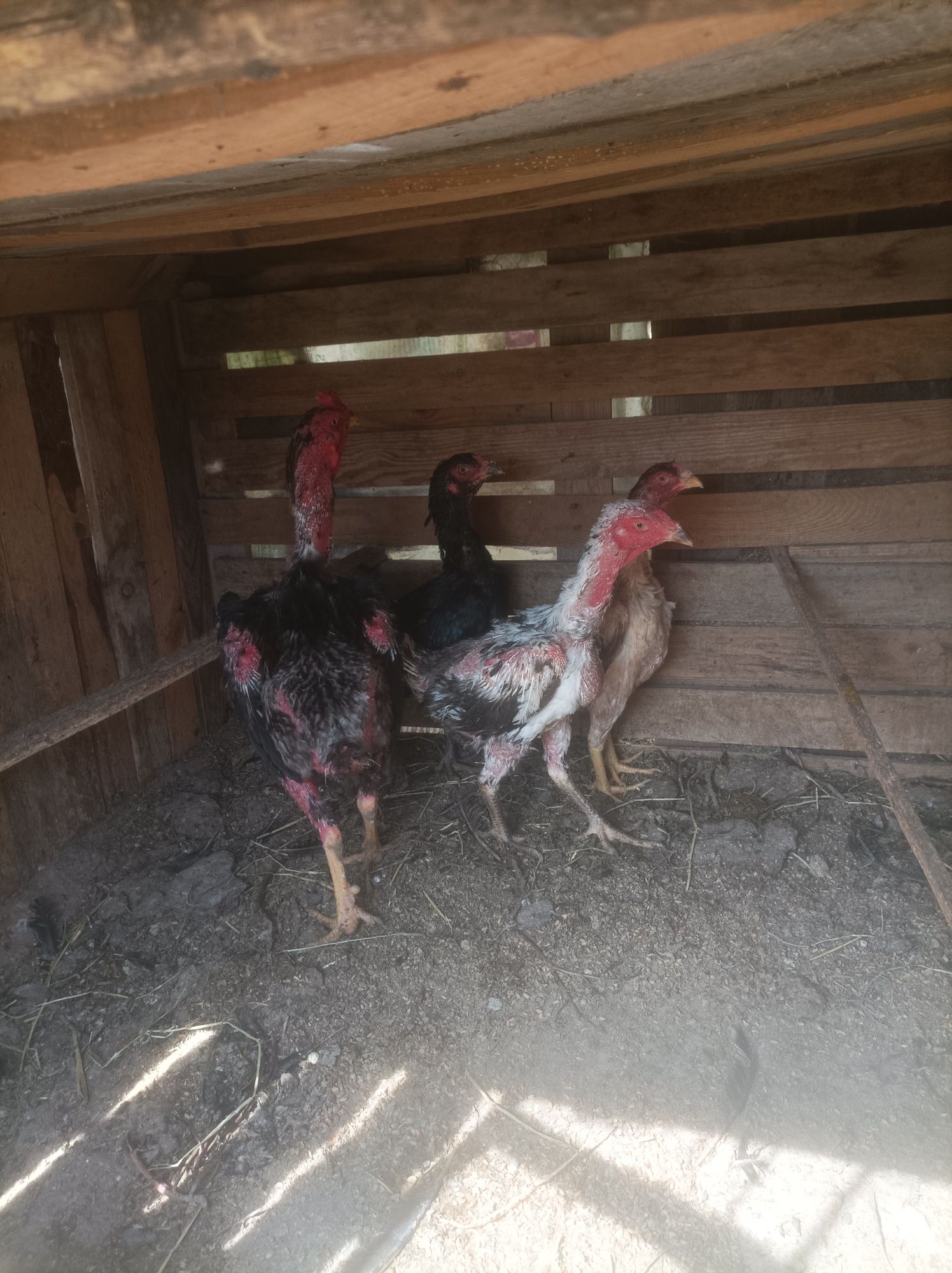 Продавам различни породи пилета