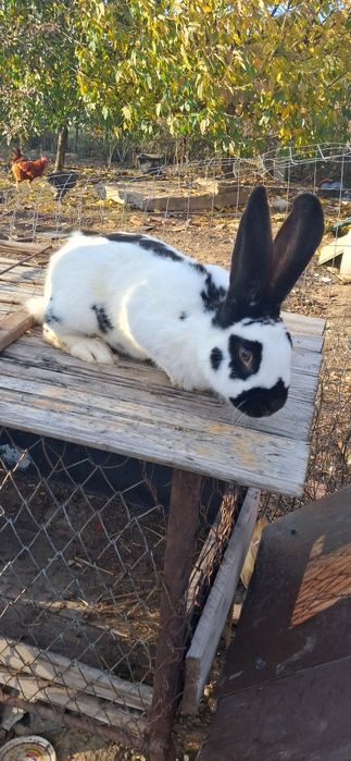 Iepure Fluture German