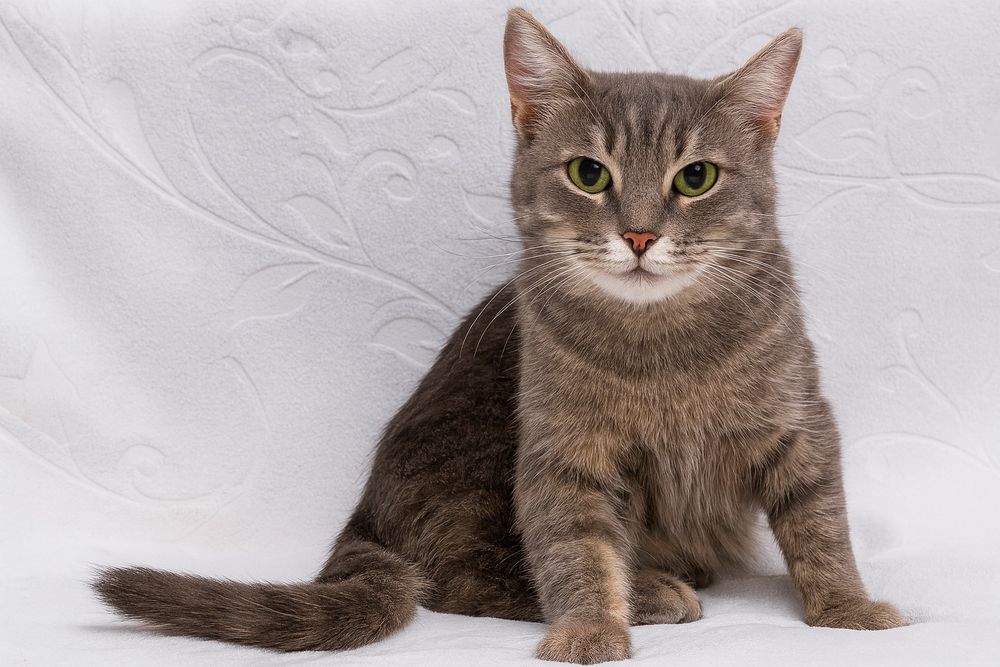 Пристраивается молодая кошка стерилизованная