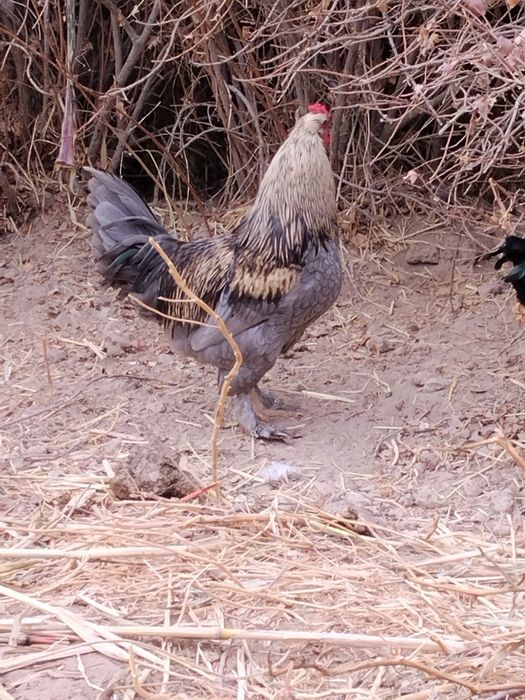 Хурозлар сотилади