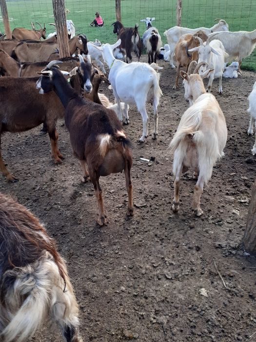 Vând zeru de la brânza de capră 2 lei litru