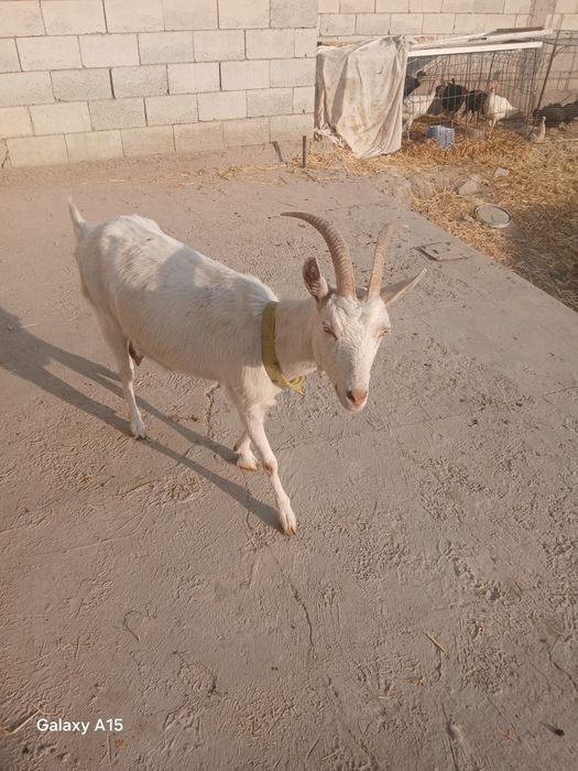 Zanin zotli echki sotiladi 2 oylik bugoz martga tugadi