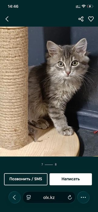 Мишутка ждёт своих людей.