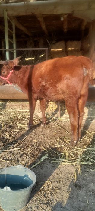 Зор сутдан тойган гуножин 7 ойлик сотилади нархи 12 милион