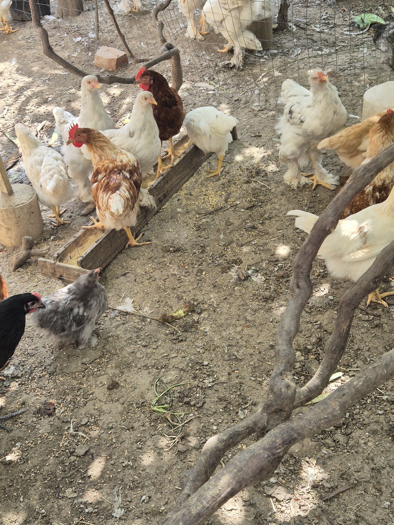 Vând pui cochinchina, brahma , ouatoare si australorp