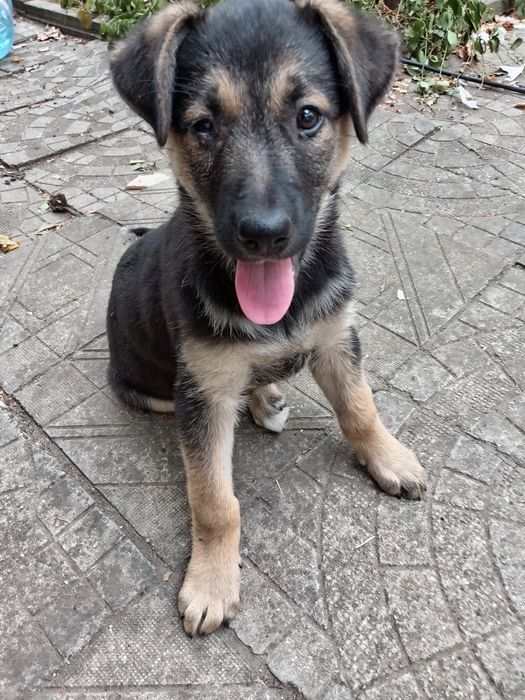 Кучета от интересен кръстосан брак