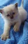 Ragdoll / ragdoll