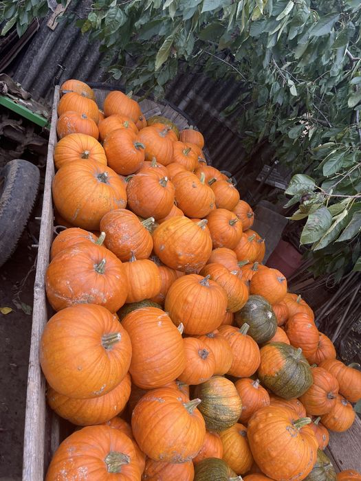 Dovlecii de Halloween si turcesti