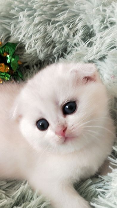 котята шотландские вислоухие