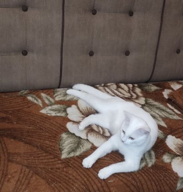 Белая кошка кошечка