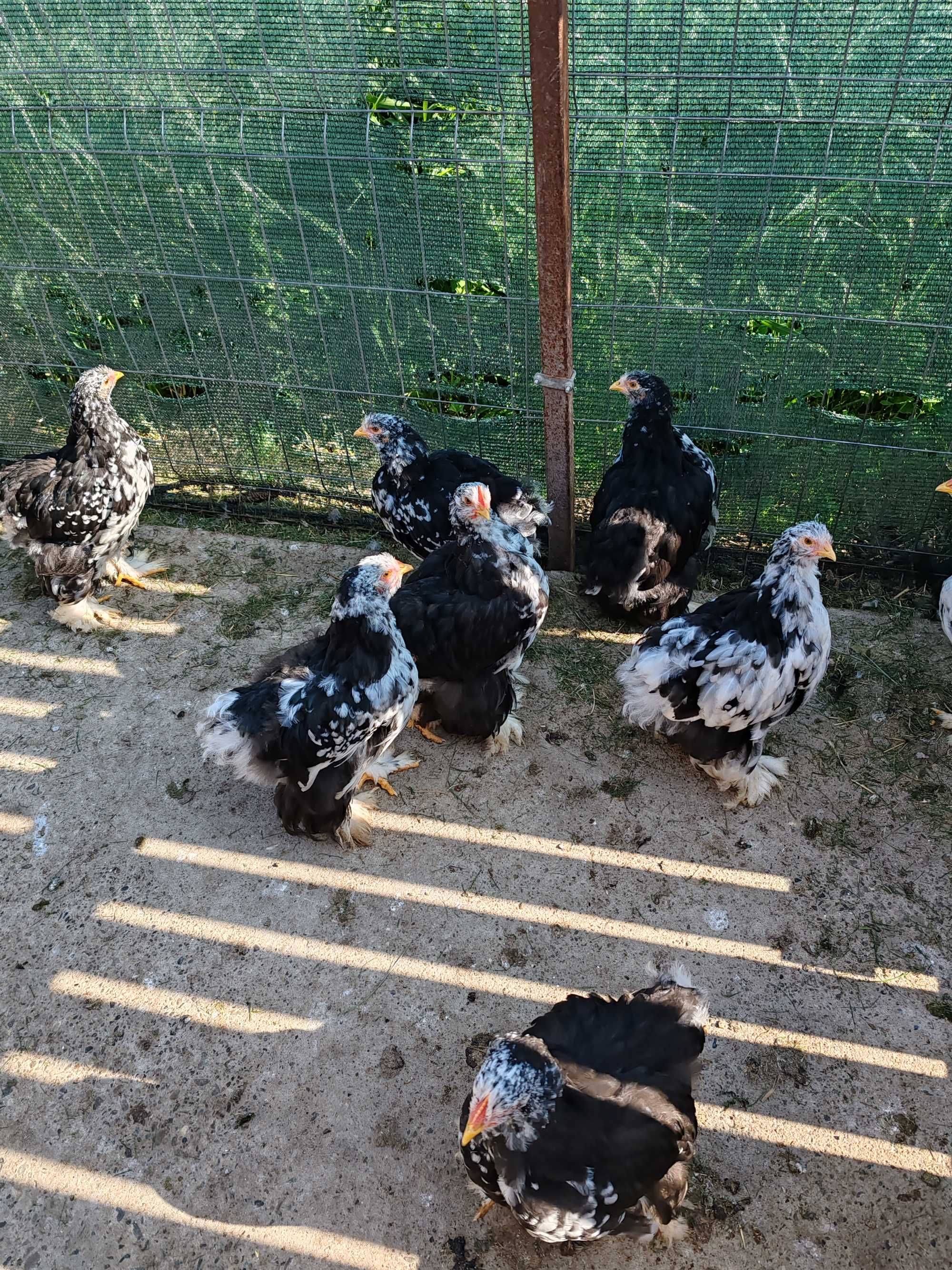 Pui Cochinchina uriaș bobat
