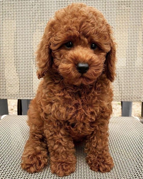 Pudel/caniche red băiat