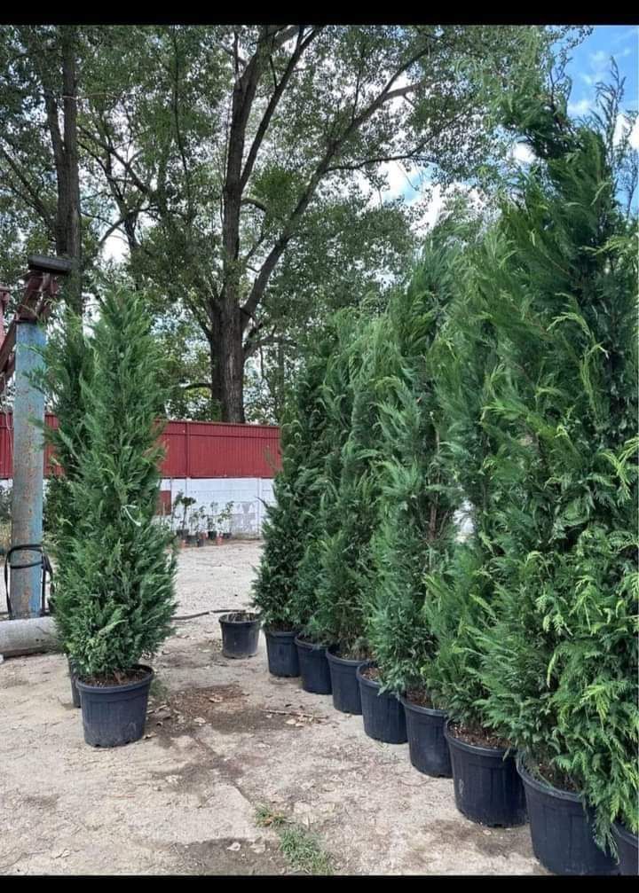 Direct distribuitor plante ornamentale cu experientã in domeniu oferim