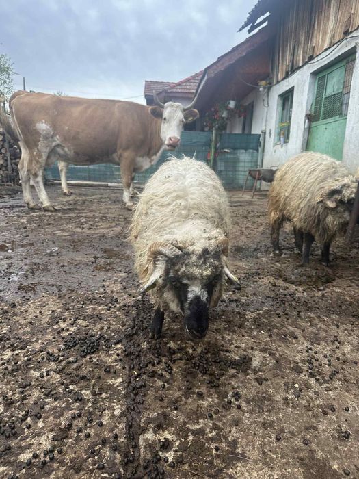 Vand un noatin si 3 mielute