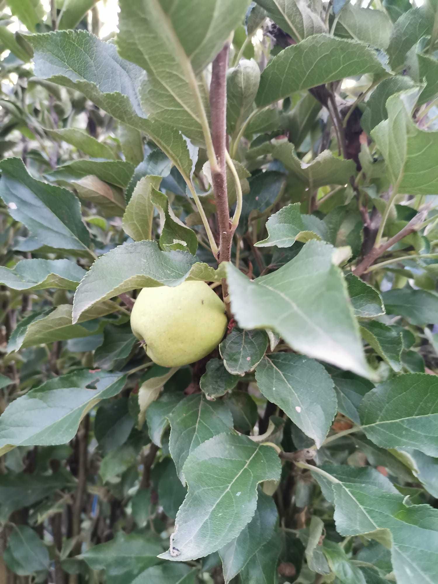 Meri-pomi fructiferi