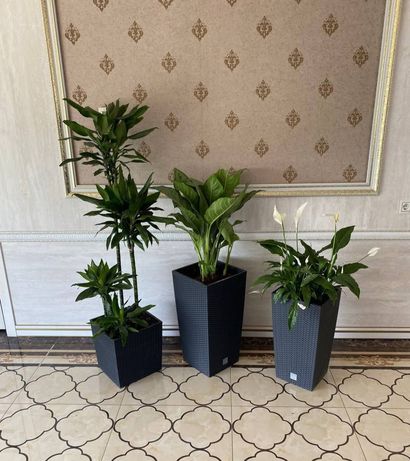 Растения для офиса цветы комнатные в аренду и на продажу
