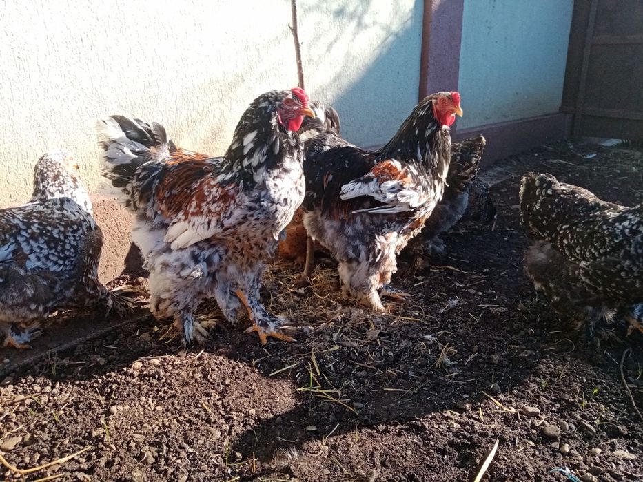 Brahma porțelan oua