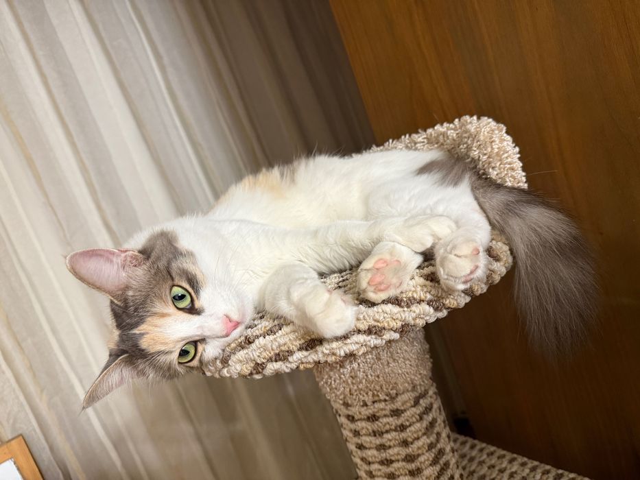 Кошка 1,5 года, стерилизованная, ласковая