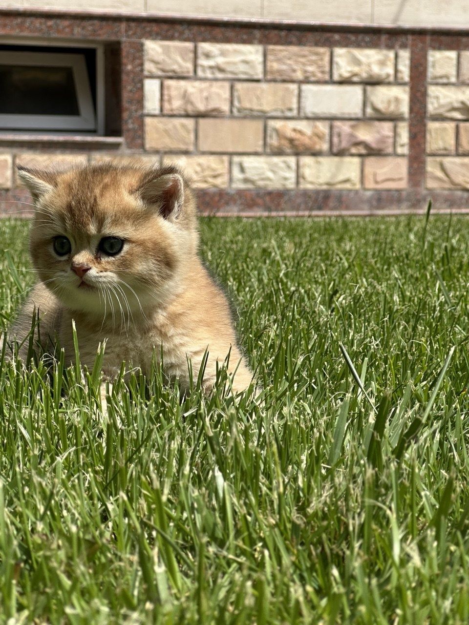 Кошки! Чистокровные британцы!