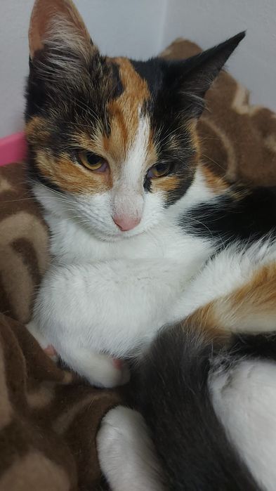 Donez Pisică Calico Ridicarea Piață Rahova