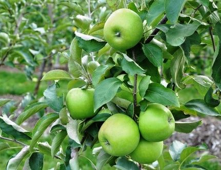 Pomi Fructiferi  pitici soiuri  de mar