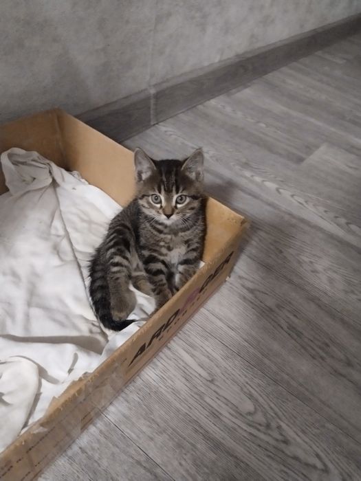 Отдам катят в хорошие руки