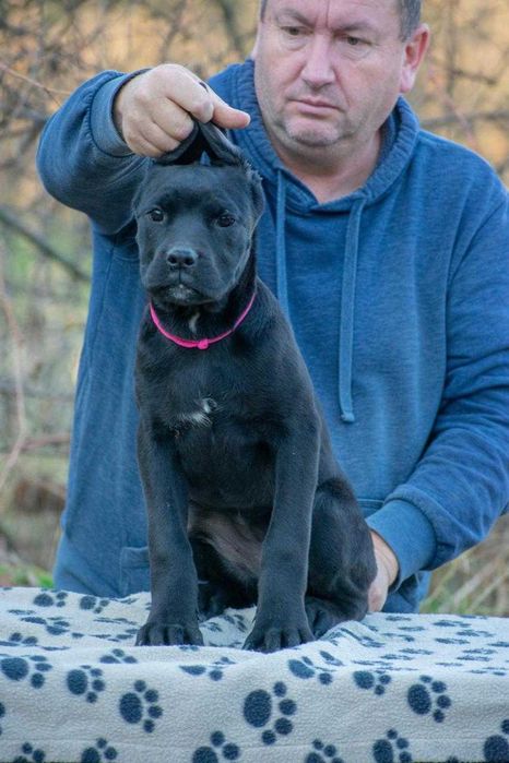 Cane corso femela 4 luni