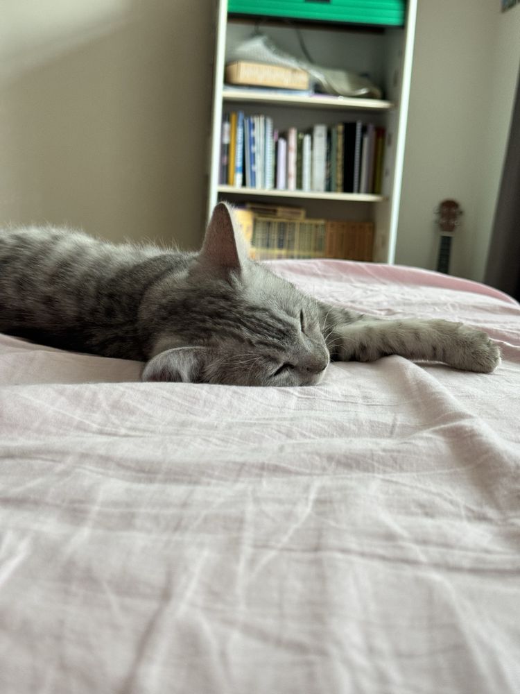 Кошка 3 месяца девочка