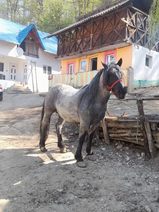 Cal de vânzare 7 ani probe