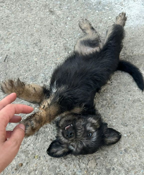 Se oferă spre adopție