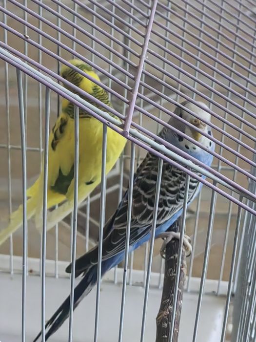 Папугай пар 2та.Клеткаси билан сотилади.