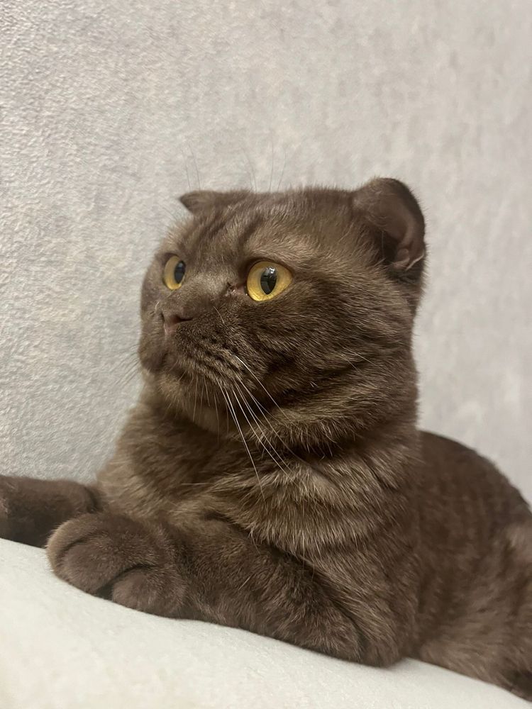 Кот вислоухий британец