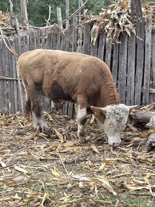 Taur de vânzare varsta1 1 an și 5 luni  aprox.350-400kg.
