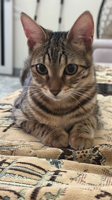 Отдам кошку Бенгал