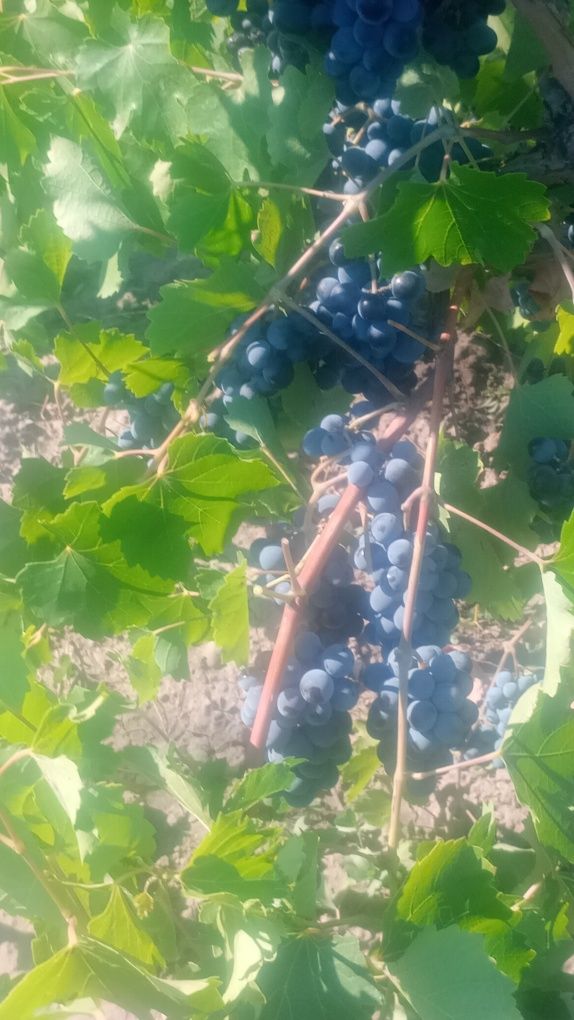 Struguri PRODUCATOARE pentru vin nu