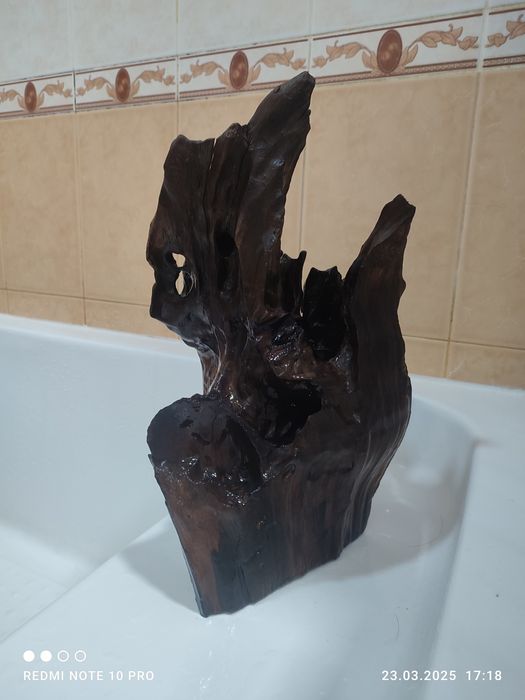 коряга большое и очень красивое