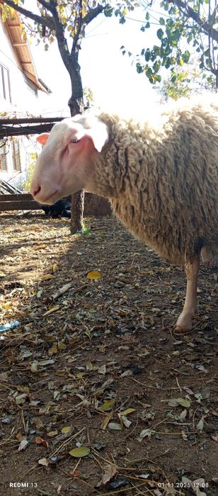 Berbec friza germană