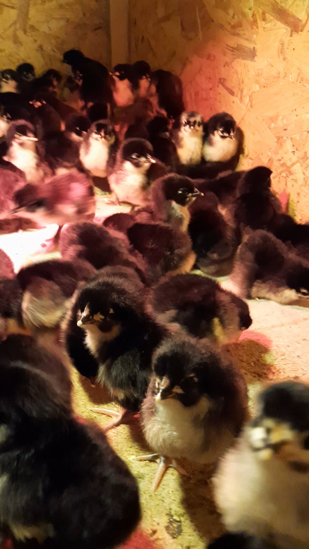 Pui din rasa Australorp Negru și Marans