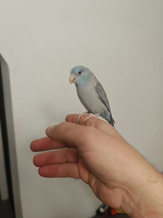 Vand papagal Forpus Celestius