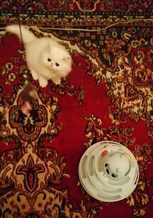 Котята персидские .