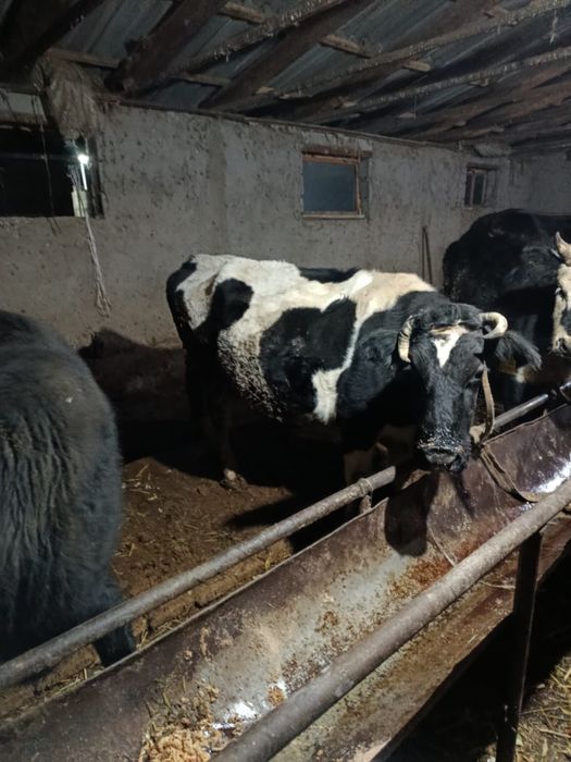 Сиырлар срочно 3 бас Бектобеде