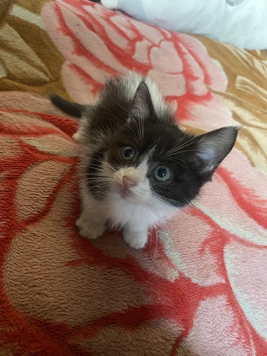 Котенкок девочка воспитанная
