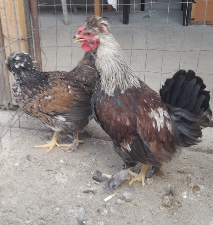 Pui gaina motati