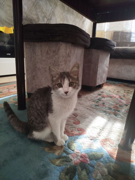 Кошка в подарков