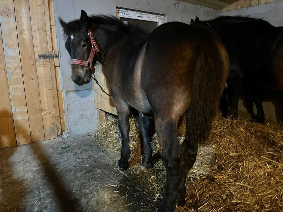 Vând mânză       .