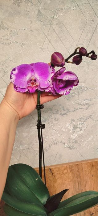 Орхидеи Phalaenopsis